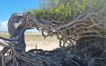 Árvore da preguiça